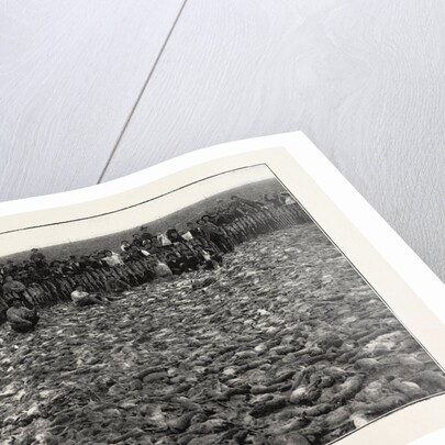 Result of a Day's Rabbit-Drive, Fresno, California, United States of America by Anonymous