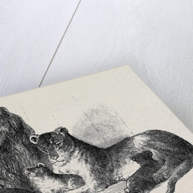 Family of Lions in the Gardens of the Clifton and Bristol Zoological Society by Anonymous
