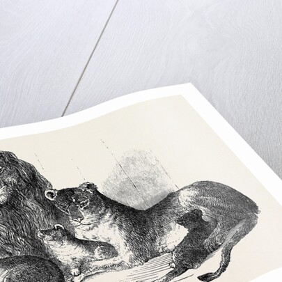 Family of Lions in the Gardens of the Clifton and Bristol Zoological Society by Anonymous