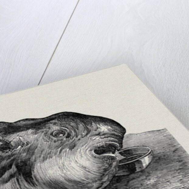 Sunfish, Caught Off Cork Harbour. by Anonymous