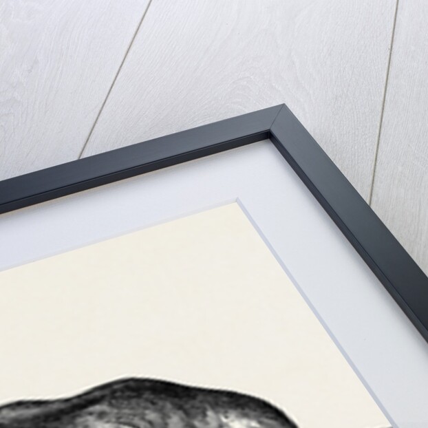 Sunfish, Caught Off Cork Harbour. by Anonymous