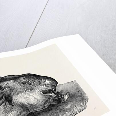 Sunfish, Caught Off Cork Harbour. by Anonymous