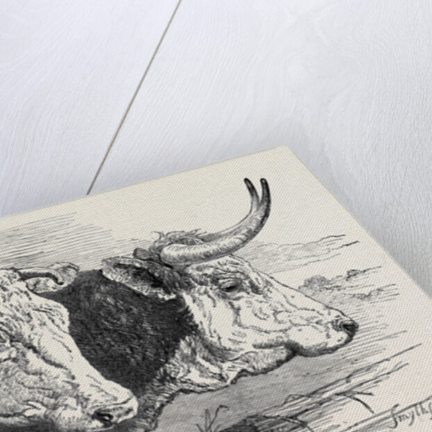 Smithfield Club Prize Cattle Show: Short Horns, Class 12 by Anonymous