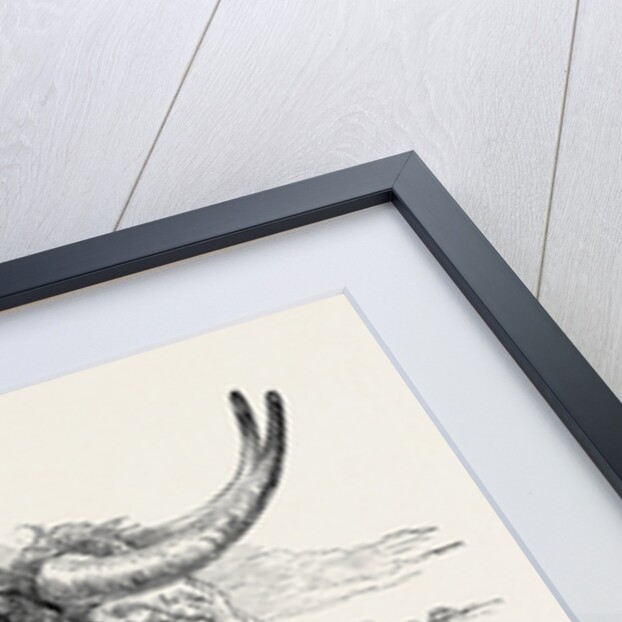 Smithfield Club Prize Cattle Show: Short Horns, Class 12 by Anonymous