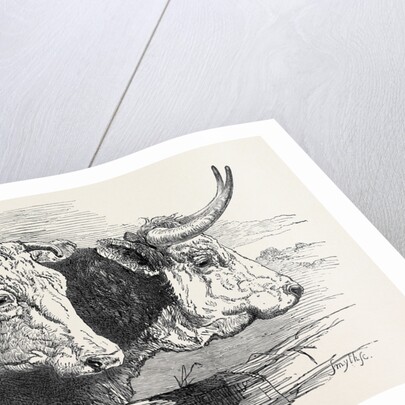 Smithfield Club Prize Cattle Show: Short Horns, Class 12 by Anonymous