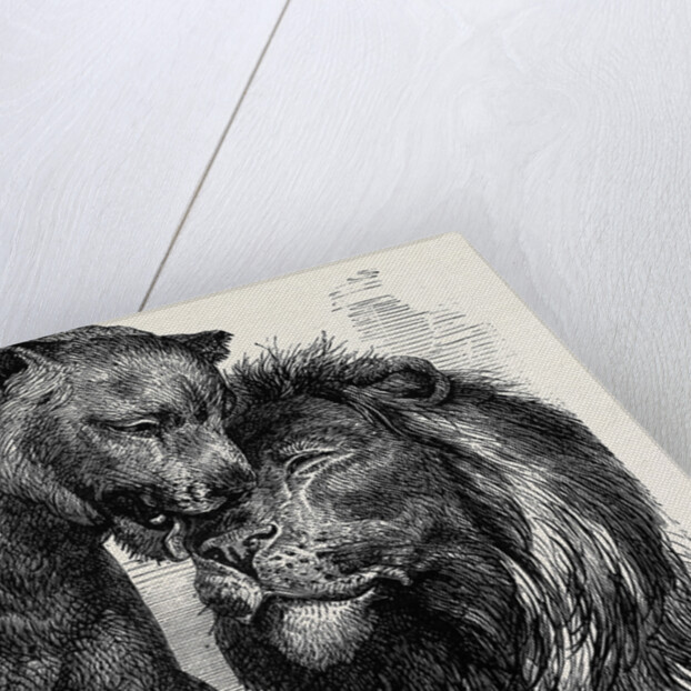 The Kiss of Peace, Zoological Gardens by Anonymous