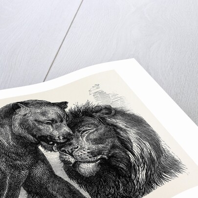 The Kiss of Peace, Zoological Gardens by Anonymous