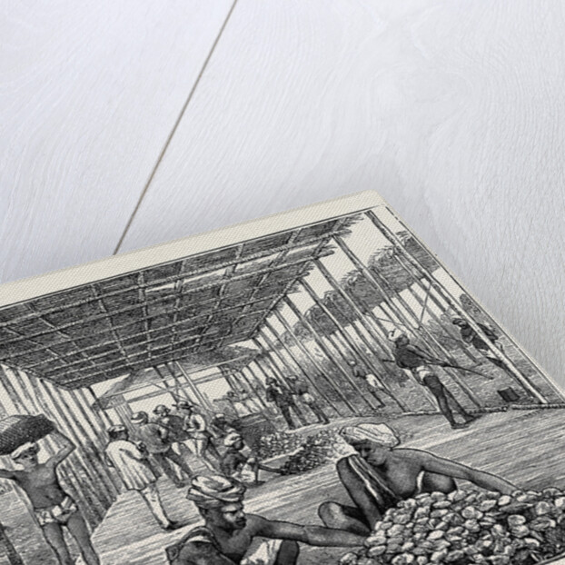 The Ceylon Pearl Fishery, the Government Kottoo by Anonymous