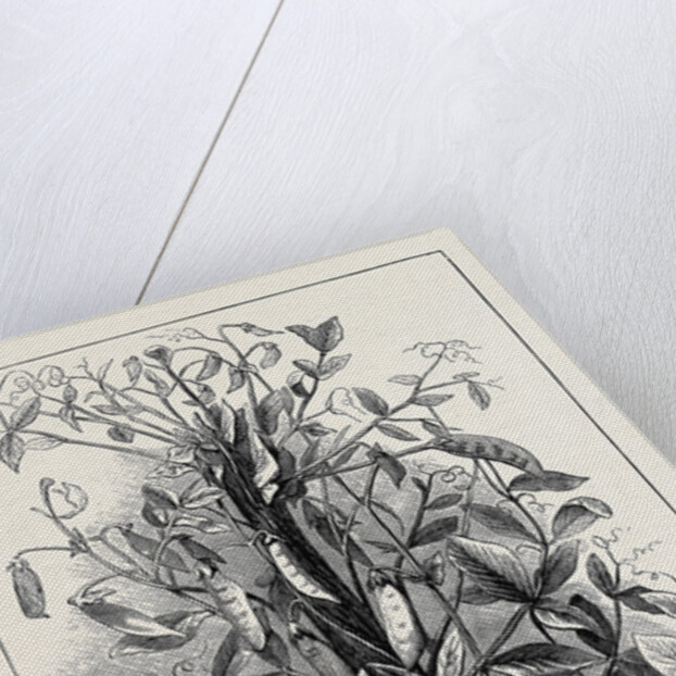 The Andersonian Mummy Pea by Anonymous