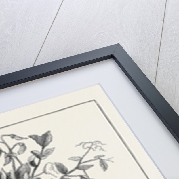 The Andersonian Mummy Pea by Anonymous