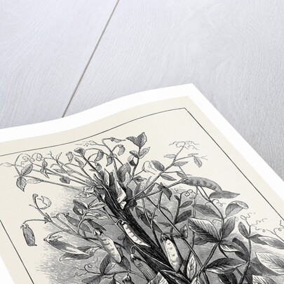 The Andersonian Mummy Pea by Anonymous