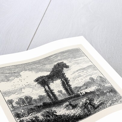 A Vegetable Horse, Curious Natural Phenomenon at Datchet by Anonymous