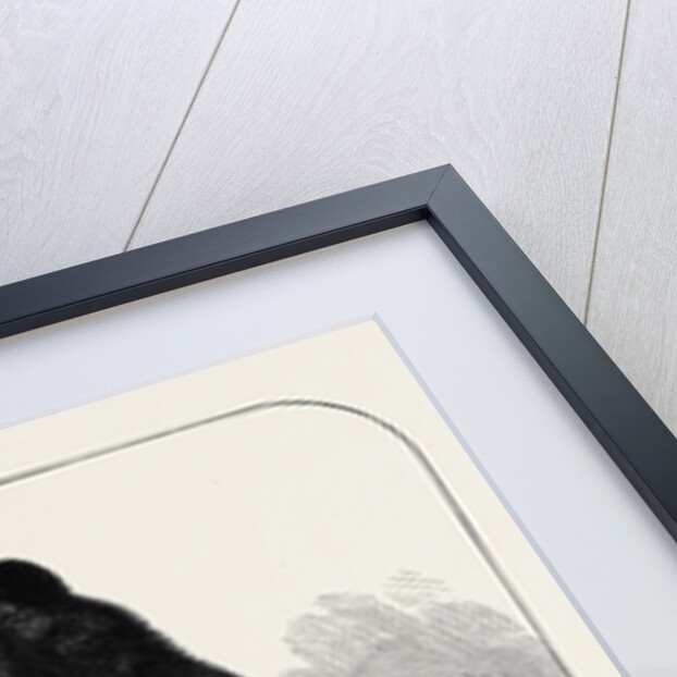 A Dumb Waiter Bear Shot by Lord Suffield in Russia During the Marriage Festivities of the Duke of Edinburgh by Anonymous