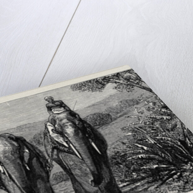 Elephant Hunting in Ceylon: Removal of Captive Elephant by Anonymous