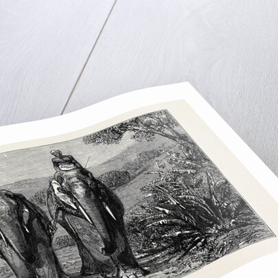 Elephant Hunting in Ceylon: Removal of Captive Elephant by Anonymous