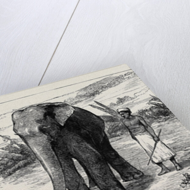 Elephant Hunting in Ceylon: A Tame Elephant Dragging Timber, A Sacred Elephant and His Keeper by Anonymous