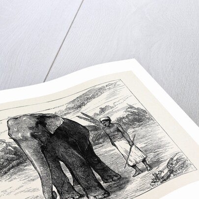 Elephant Hunting in Ceylon: A Tame Elephant Dragging Timber, A Sacred Elephant and His Keeper by Anonymous