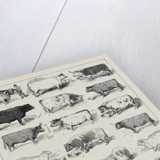 The Cattle Show at Islington, Some of the Prize Winners by Anonymous