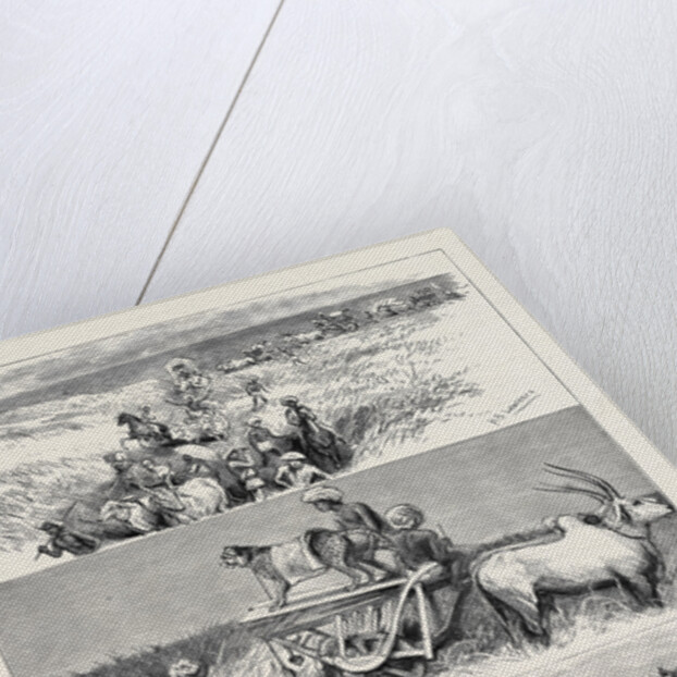 India, Hunting Black Buck with the Cheetah in Baroda by Anonymous