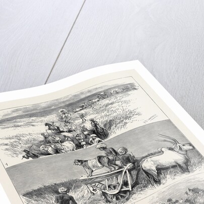 India, Hunting Black Buck with the Cheetah in Baroda by Anonymous