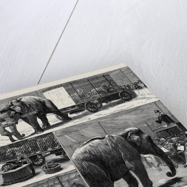 The Sale by Auction of Myers' Great American Circus and Hippodrome by Anonymous