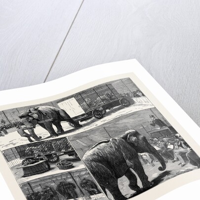 The Sale by Auction of Myers' Great American Circus and Hippodrome by Anonymous