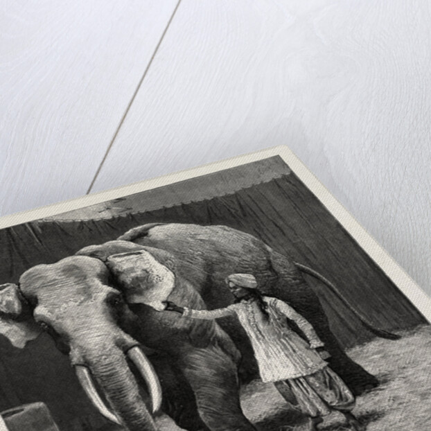 Mr. Barnum's White Burmese Elephant Toung Taloung: The Elephant with His Burmese Attendant in Jumbo's House at the Zoological Gardens by Anonymous