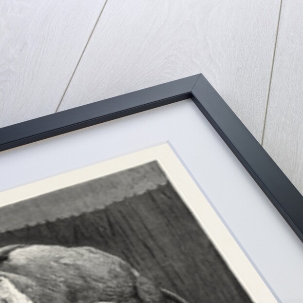 Mr. Barnum's White Burmese Elephant Toung Taloung: The Elephant with His Burmese Attendant in Jumbo's House at the Zoological Gardens by Anonymous