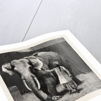 Mr. Barnum's White Burmese Elephant Toung Taloung: The Elephant with His Burmese Attendant in Jumbo's House at the Zoological Gardens by Anonymous