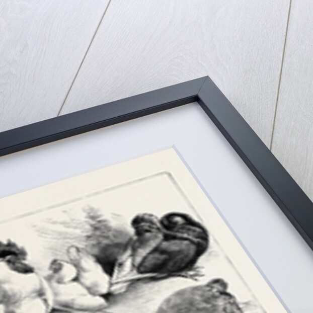 Prize Birds, Crystal Palace Poultry Show, 1870 by Anonymous