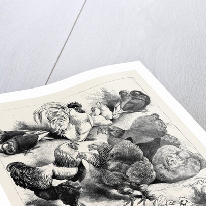 Prize Birds, Crystal Palace Poultry Show, 1870 by Anonymous