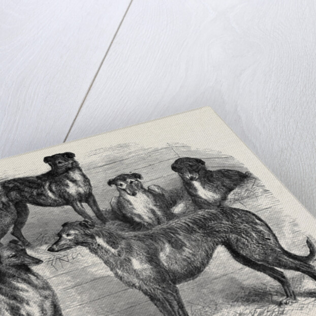 Deerhounds from Windsor Great Park, 1870 by Anonymous