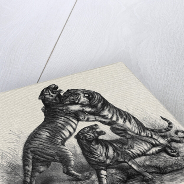 Group of Tigers Fighting, 1870 by Anonymous