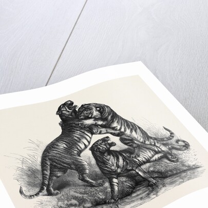 Group of Tigers Fighting, 1870 by Anonymous