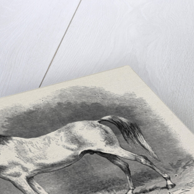 Mr. W.H. Peek's Arab Selim at the Metropolitan Horse Show, 1870 by Anonymous