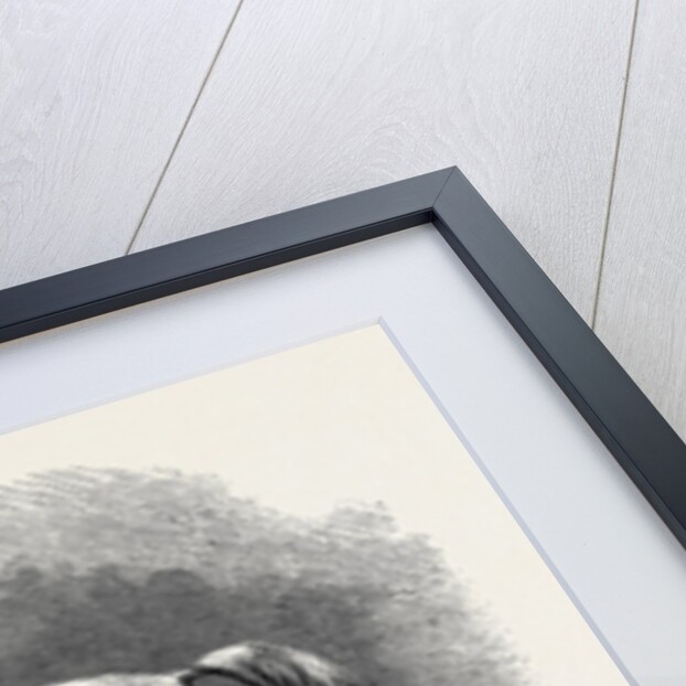 Mr. W.H. Peek's Arab Selim at the Metropolitan Horse Show, 1870 by Anonymous