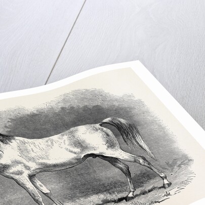 Mr. W.H. Peek's Arab Selim at the Metropolitan Horse Show, 1870 by Anonymous