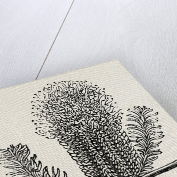 Banksia Ericifolia by Anonymous