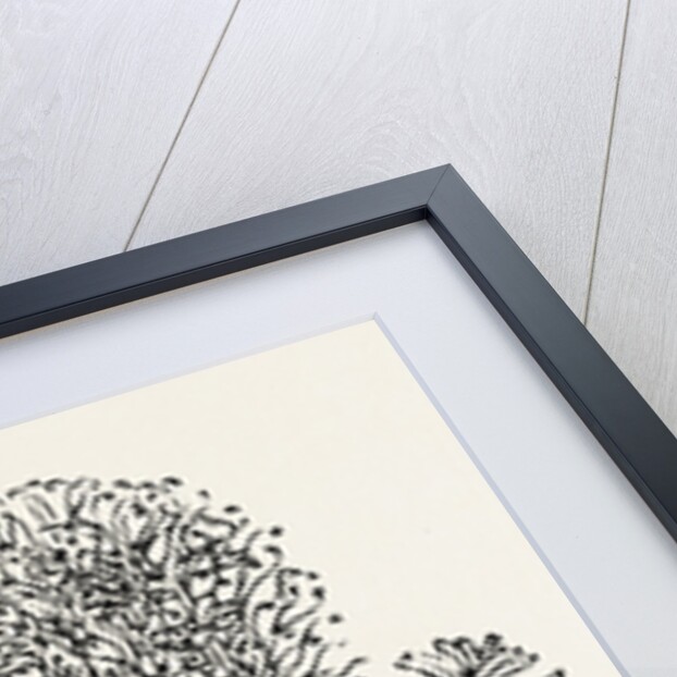 Banksia Ericifolia by Anonymous