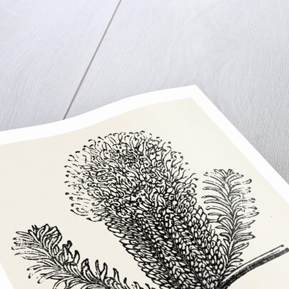 Banksia Ericifolia by Anonymous