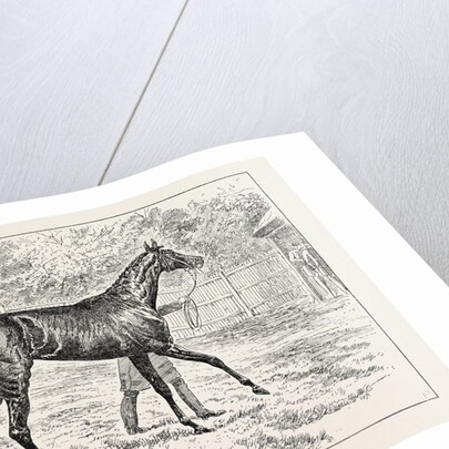 Common Winner of the Derby. by Anonymous