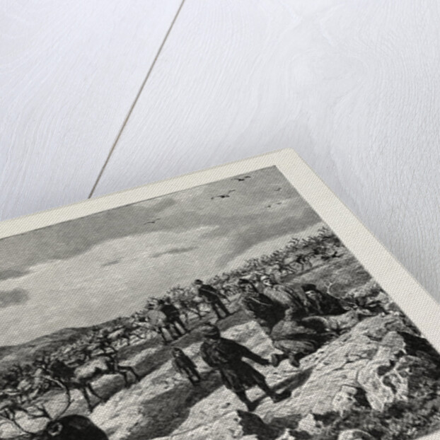 Herd of Reindeer in Lapland. Lappland by Anonymous