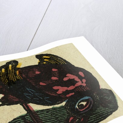 Illustration of English Tales Folk Tales and Ballads. A Colourful Bird by Anonymous