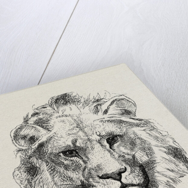 A Modern Lion by Anonymous