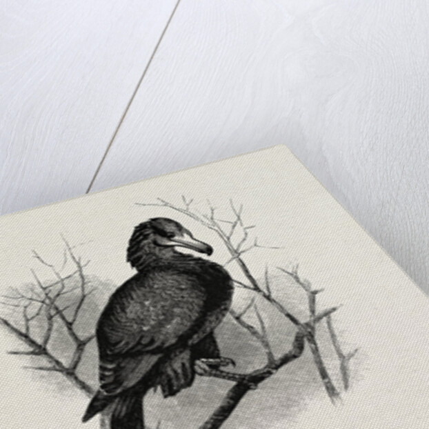 A Hawk from Nature and a Hawk from the National Gallery by Anonymous