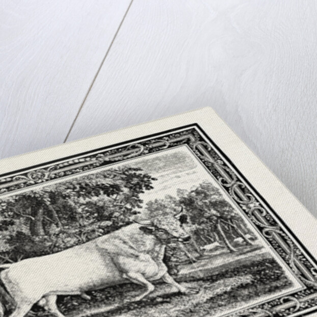 The Chillingham Bull, First State by Anonymous