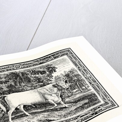 The Chillingham Bull, First State by Anonymous