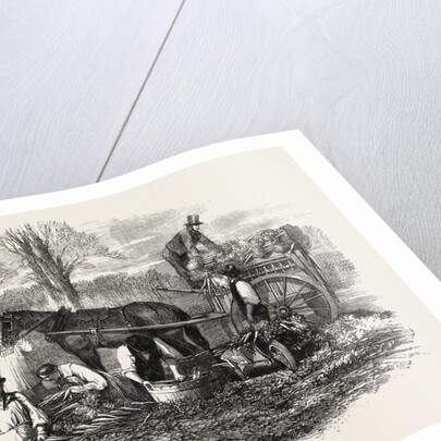 Gathering Washing Bunching and Carting Carrots for the London Market UK by Anonymous