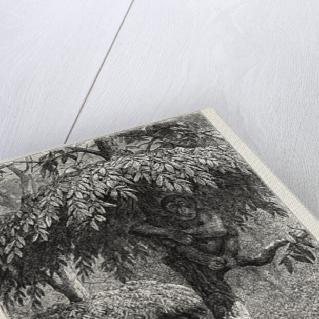 The Nest-Building Ape in His Shelter by Anonymous