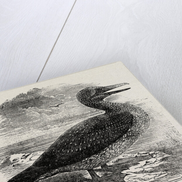 Solan Gannet Shot Near Boston UK 1854 by Anonymous